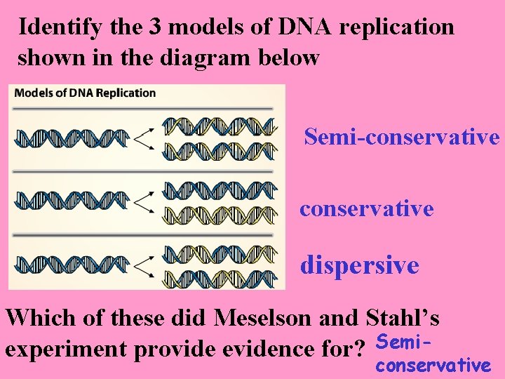 Identify the 3 models of DNA replication shown in the diagram below Semi-conservative dispersive