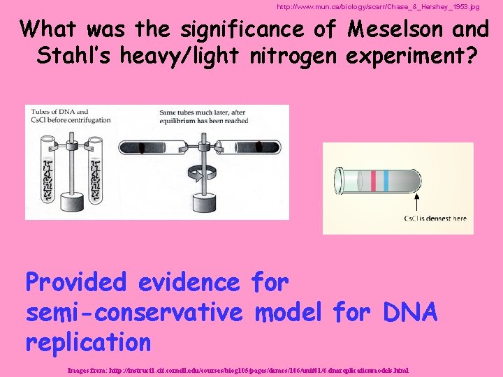 http: //www. mun. ca/biology/scarr/Chase_&_Hershey_1953. jpg What was the significance of Meselson and Stahl’s heavy/light