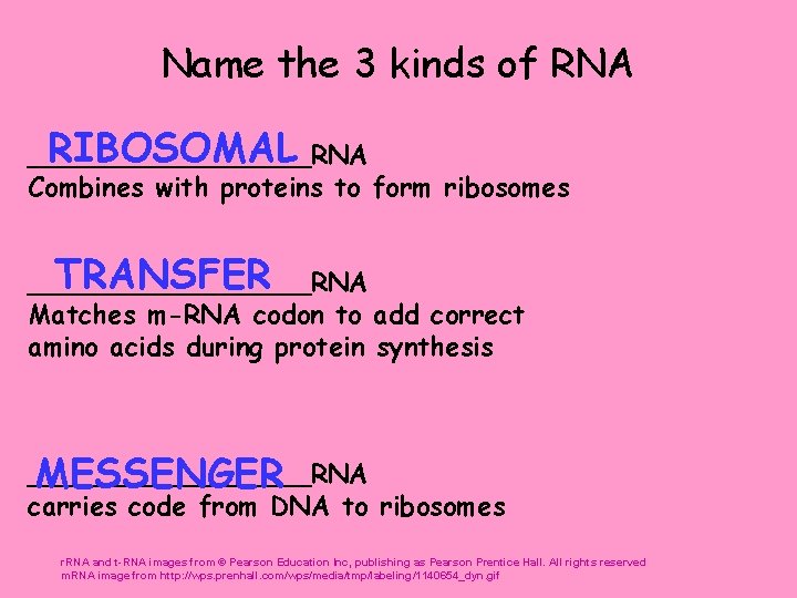 Name the 3 kinds of RNA RIBOSOMAL _________RNA Combines with proteins to form ribosomes