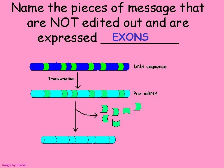 Name the pieces of message that are NOT edited out and are EXONS expressed