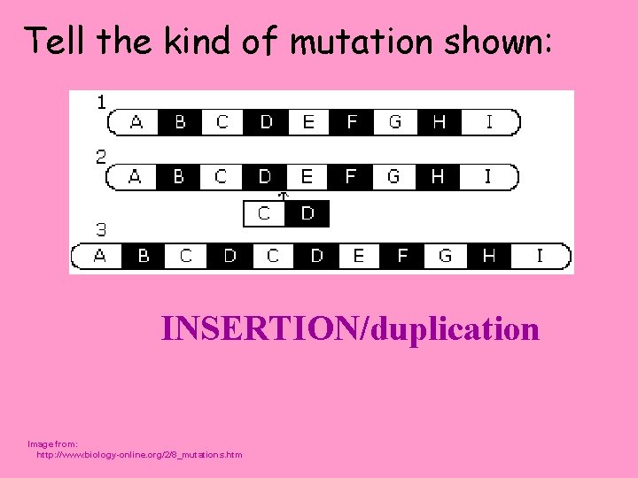 Tell the kind of mutation shown: INSERTION/duplication Image from: http: //www. biology-online. org/2/8_mutations. htm