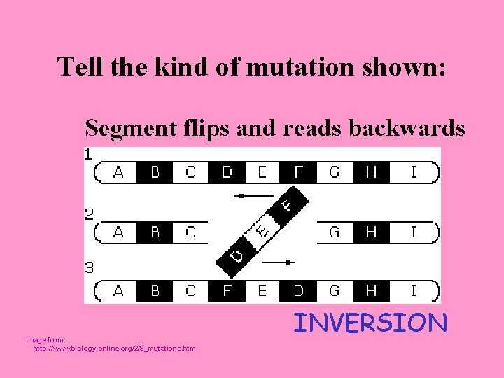 Tell the kind of mutation shown: Segment flips and reads backwards Image from: http: