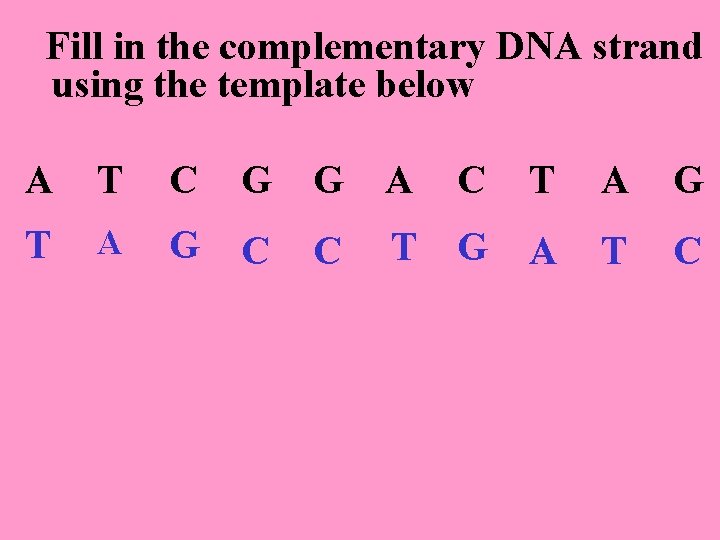 Fill in the complementary DNA strand using the template below A T C G