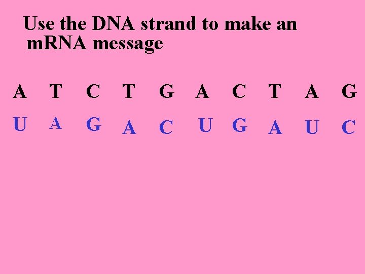 Use the DNA strand to make an m. RNA message A T C T