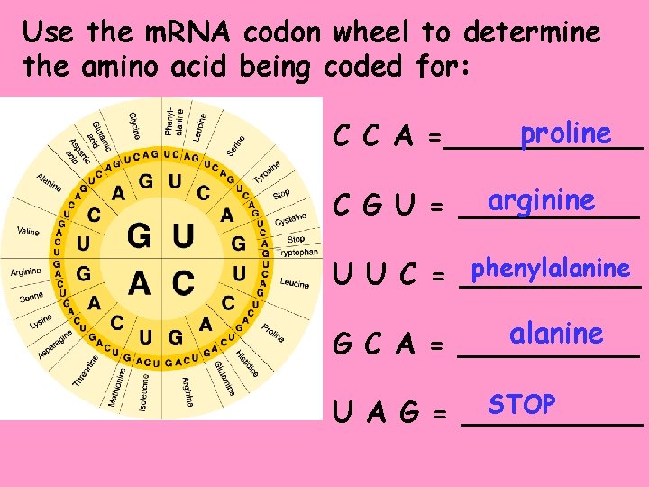 Use the m. RNA codon wheel to determine the amino acid being coded for: