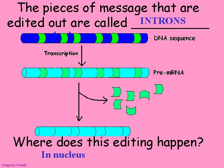 The pieces of message that are INTRONS edited out are called _____ Where does