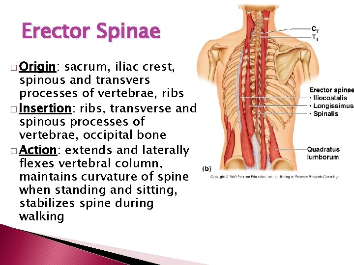 Erector Spinae � Origin: sacrum, iliac crest, spinous and transvers processes of vertebrae, ribs