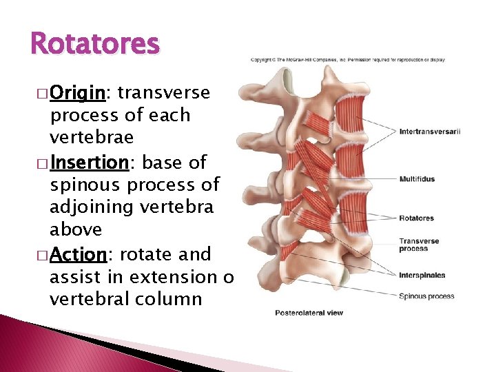 Rotatores � Origin: transverse process of each vertebrae � Insertion: base of spinous process