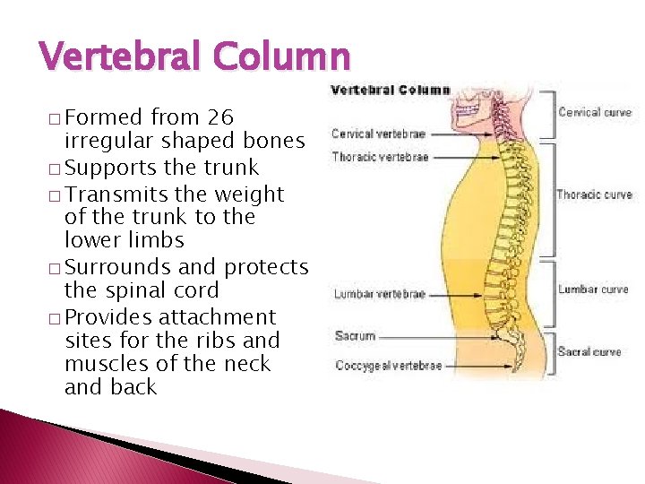 Vertebral Column � Formed from 26 irregular shaped bones � Supports the trunk �