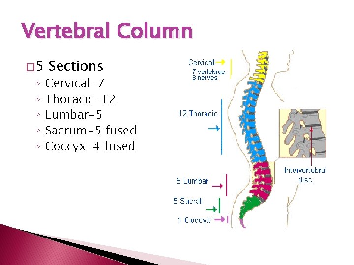 Vertebral Column � 5 ◦ ◦ ◦ Sections Cervical-7 Thoracic-12 Lumbar-5 Sacrum-5 fused Coccyx-4