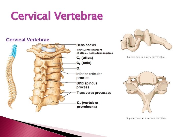 Cervical Vertebrae 