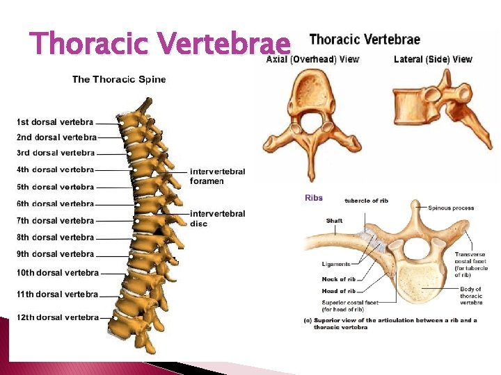 Thoracic Vertebrae 