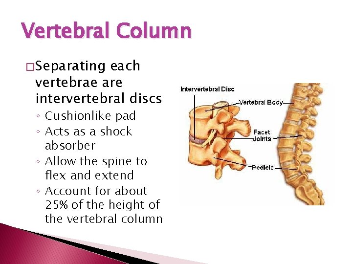 Vertebral Column � Separating each vertebrae are intervertebral discs ◦ Cushionlike pad ◦ Acts