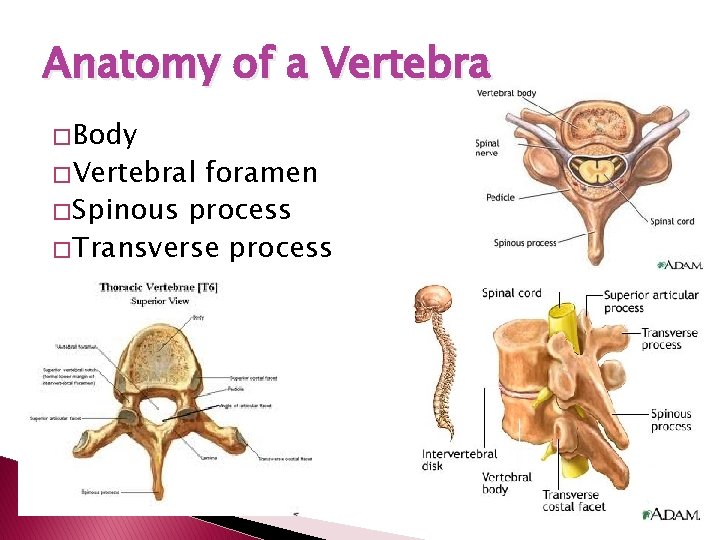 Anatomy of a Vertebra � Body � Vertebral foramen � Spinous process � Transverse