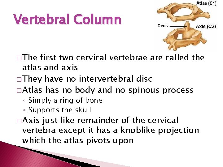 Vertebral Column � The first two cervical vertebrae are called the atlas and axis