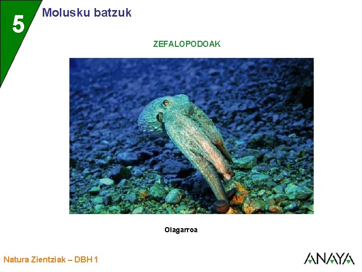 UNIDAD 5 3 Molusku batzuk ZEFALOPODOAK Olagarroa Natura Zientziak – DBH 1 