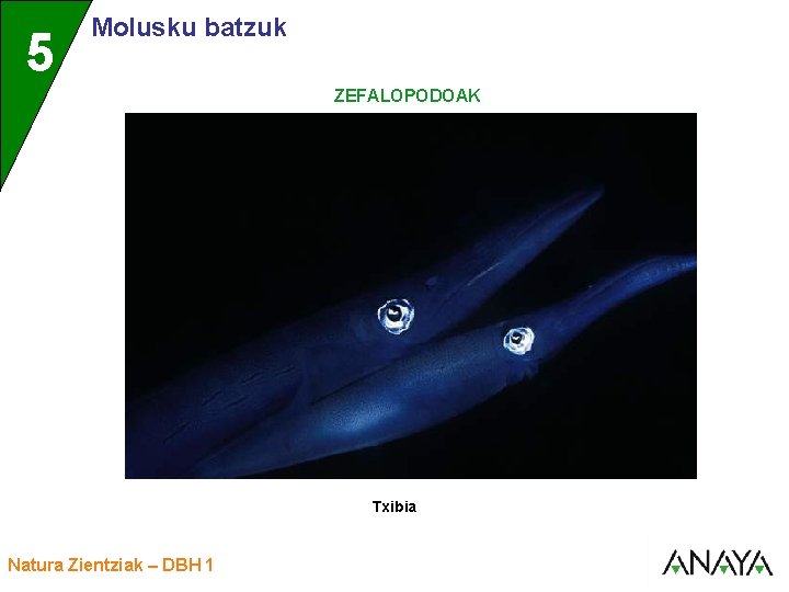 UNIDAD 5 3 Molusku batzuk ZEFALOPODOAK Txibia Natura Zientziak – DBH 1 