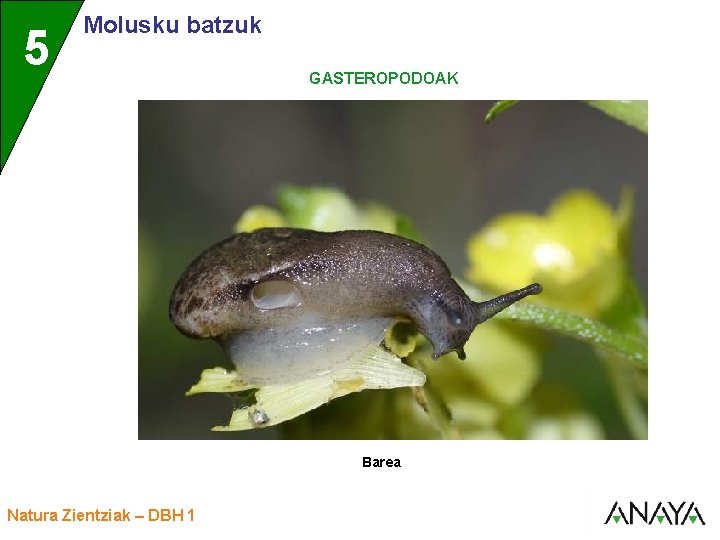 UNIDAD 5 3 Molusku batzuk GASTEROPODOAK Barea Natura Zientziak – DBH 1 