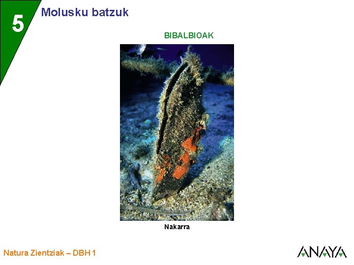 UNIDAD 5 3 Molusku batzuk BIBALBIOAK Nakarra Natura Zientziak – DBH 1 