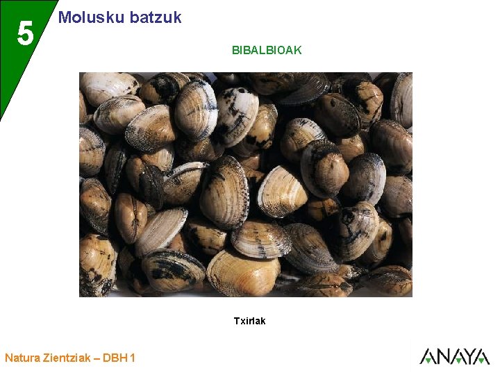 UNIDAD 5 3 Molusku batzuk BIBALBIOAK Txirlak Natura Zientziak – DBH 1 