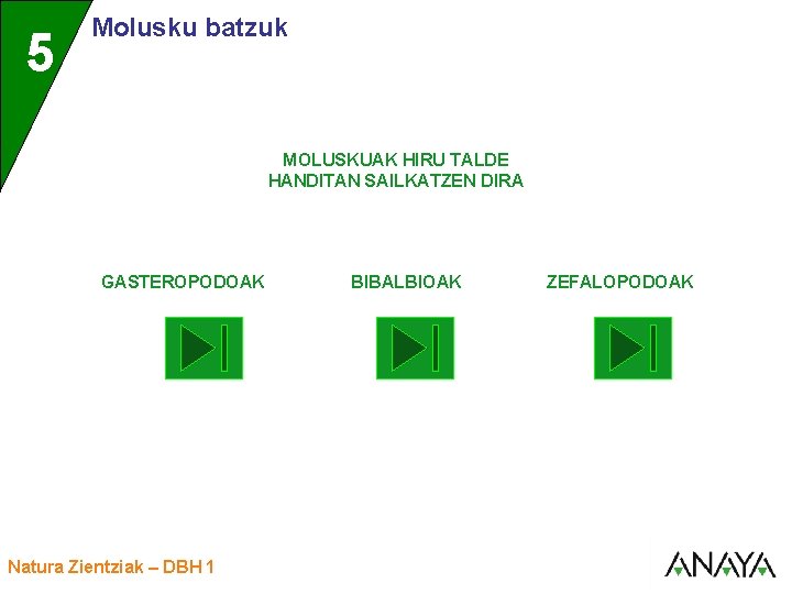 UNIDAD 5 3 Molusku batzuk MOLUSKUAK HIRU TALDE HANDITAN SAILKATZEN DIRA GASTEROPODOAK Natura Zientziak