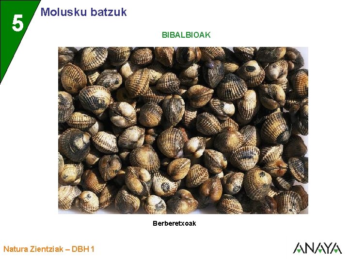 UNIDAD 5 3 Molusku batzuk BIBALBIOAK Berberetxoak Natura Zientziak – DBH 1 