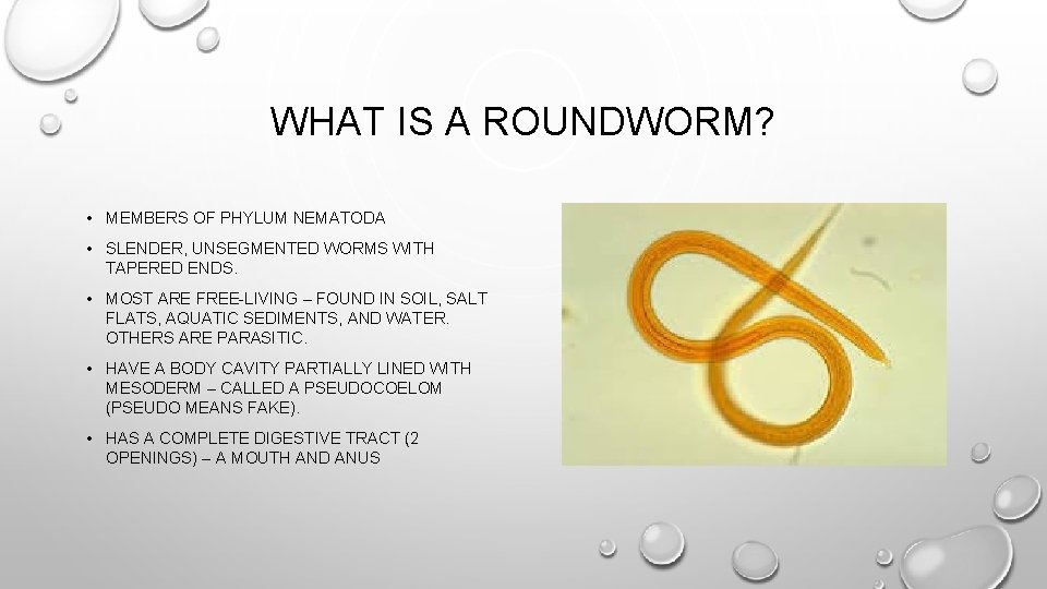 WHAT IS A ROUNDWORM? • MEMBERS OF PHYLUM NEMATODA • SLENDER, UNSEGMENTED WORMS WITH