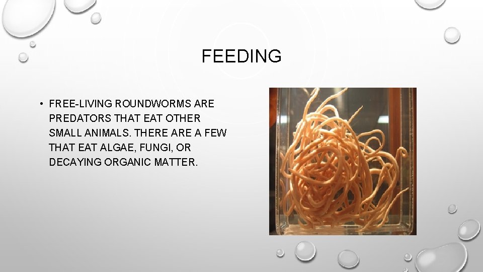FEEDING • FREE-LIVING ROUNDWORMS ARE PREDATORS THAT EAT OTHER SMALL ANIMALS. THERE A FEW