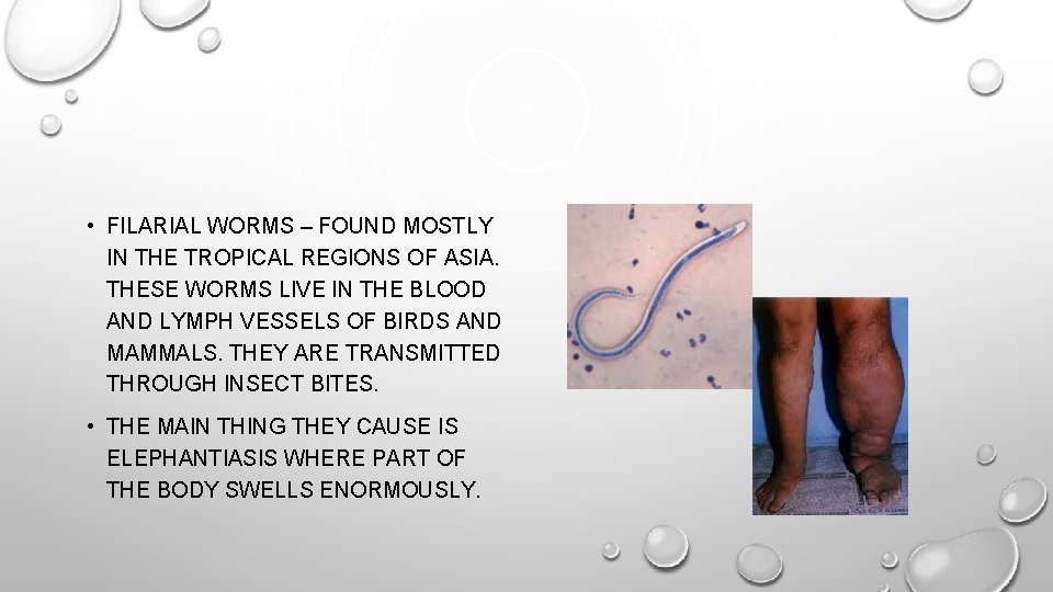  • FILARIAL WORMS – FOUND MOSTLY IN THE TROPICAL REGIONS OF ASIA. THESE