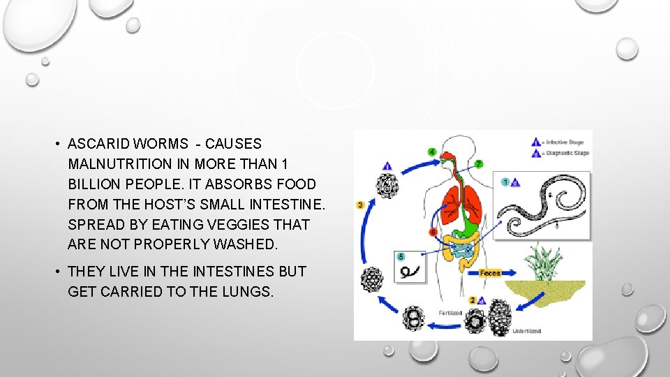  • ASCARID WORMS - CAUSES MALNUTRITION IN MORE THAN 1 BILLION PEOPLE. IT