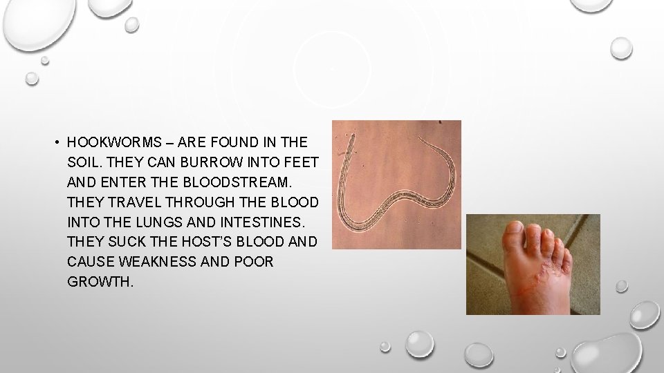  • HOOKWORMS – ARE FOUND IN THE SOIL. THEY CAN BURROW INTO FEET