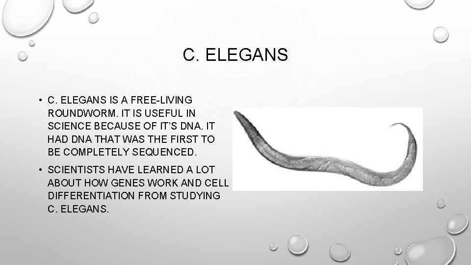 C. ELEGANS • C. ELEGANS IS A FREE-LIVING ROUNDWORM. IT IS USEFUL IN SCIENCE