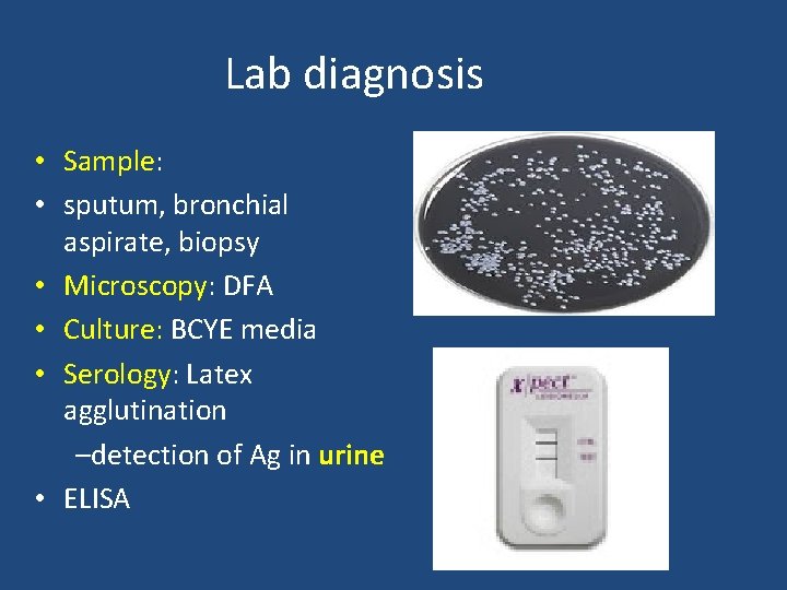 Lab diagnosis • Sample: • sputum, bronchial aspirate, biopsy • Microscopy: DFA • Culture: