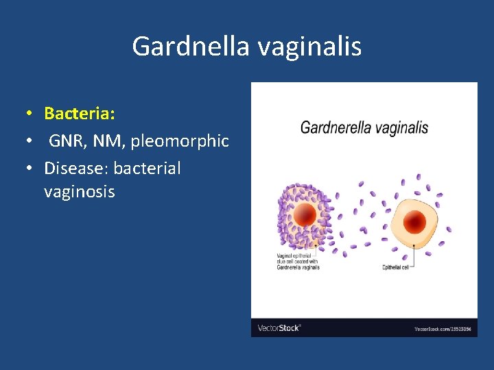 Gardnella vaginalis • Bacteria: • GNR, NM, pleomorphic • Disease: bacterial vaginosis 
