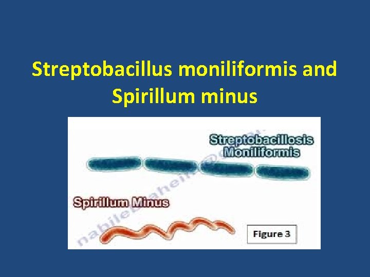 Streptobacillus moniliformis and Spirillum minus 