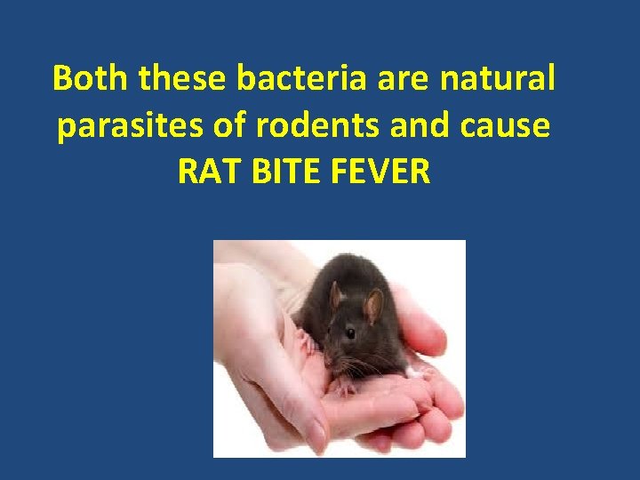 Both these bacteria are natural parasites of rodents and cause RAT BITE FEVER 