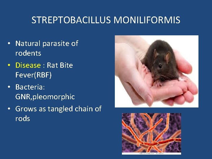 STREPTOBACILLUS MONILIFORMIS • Natural parasite of rodents • Disease : Rat Bite Fever(RBF) •