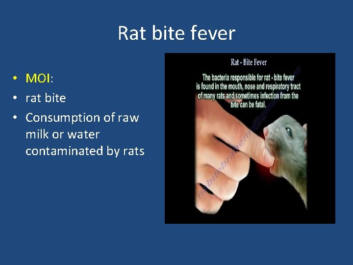 Rat bite fever • MOI: • rat bite • Consumption of raw milk or