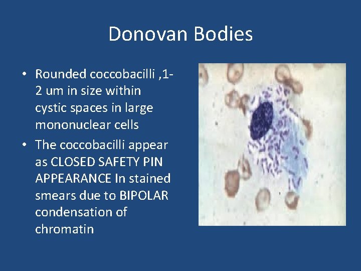 Donovan Bodies • Rounded coccobacilli , 12 um in size within cystic spaces in