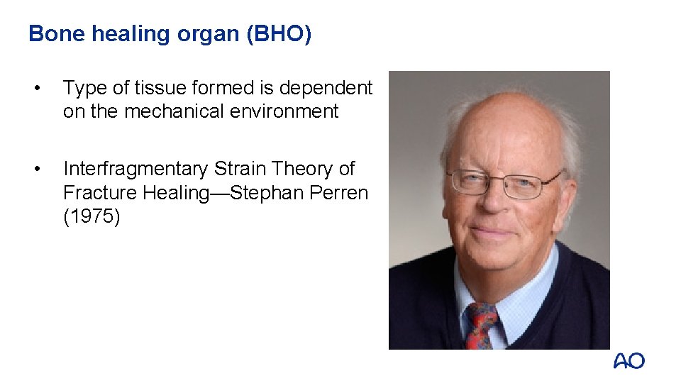 Bone healing organ (BHO) • Type of tissue formed is dependent on the mechanical