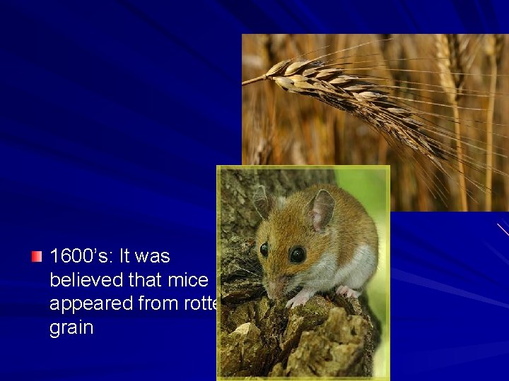 1600’s: It was believed that mice appeared from rotten grain 