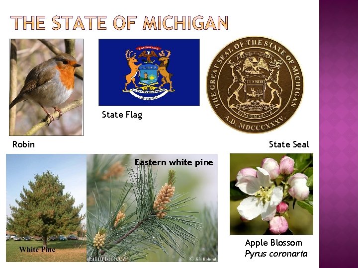 State Flag Robin State Seal Eastern white pine Apple Blossom Pyrus coronaria 