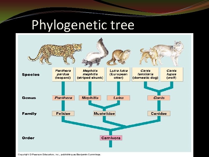 Phylogenetic tree 