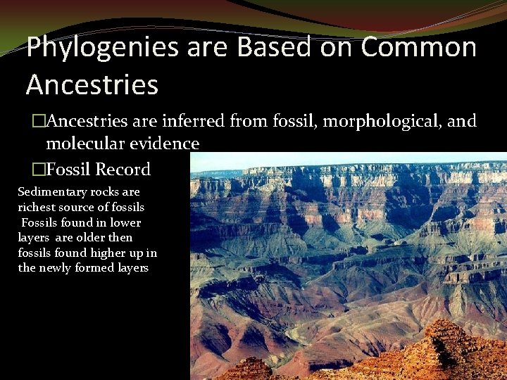 Phylogenies are Based on Common Ancestries �Ancestries are inferred from fossil, morphological, and molecular