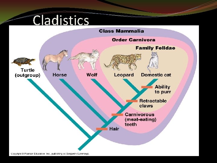 Cladistics 