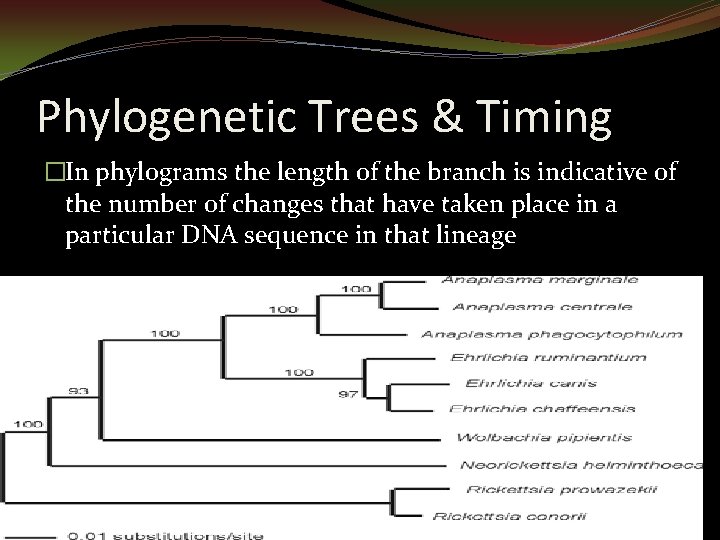 Phylogenetic Trees & Timing �In phylograms the length of the branch is indicative of