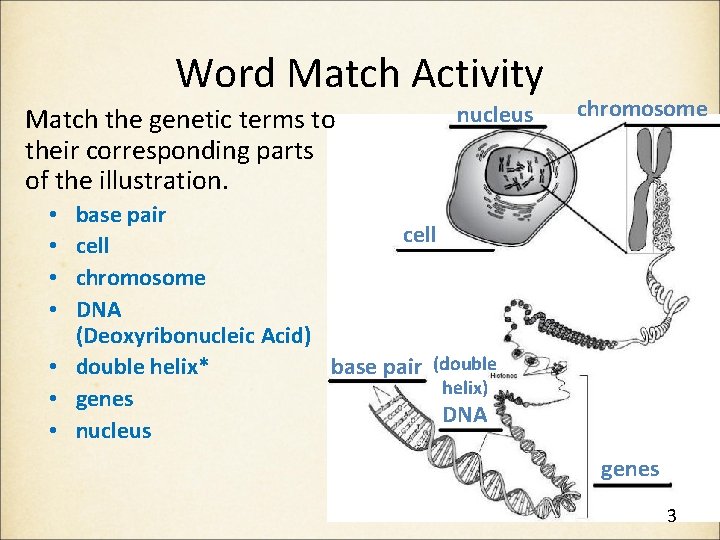 Word Match Activity Match the genetic terms to their corresponding parts of the illustration.