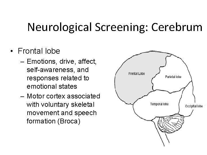Neurological Screening: Cerebrum • Frontal lobe – Emotions, drive, affect, self-awareness, and responses related
