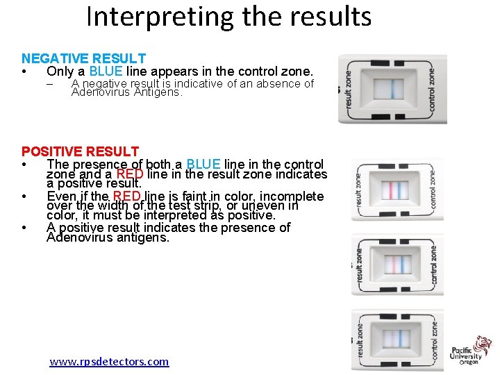 Interpreting the results NEGATIVE RESULT • Only a BLUE line appears in the control