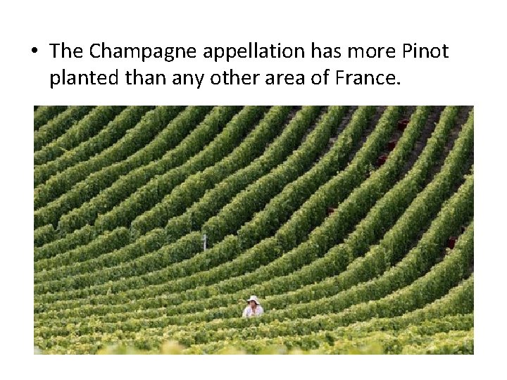  • The Champagne appellation has more Pinot planted than any other area of